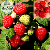 رازبری قرمز هریتیج