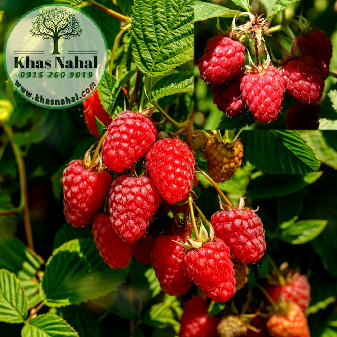 رازبری قرمز پولکا