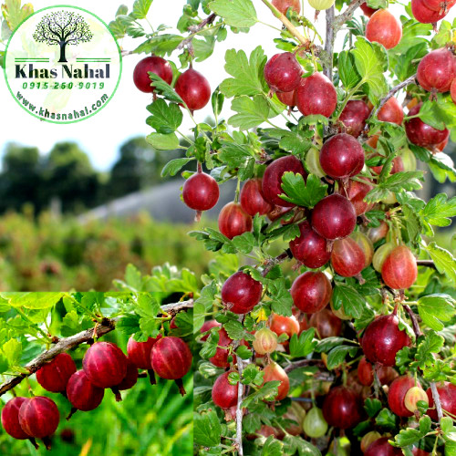 گوسی بری بنفش