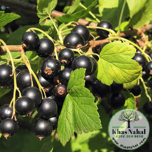 نهال انگور بلک کارنت