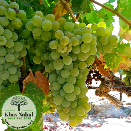 نهال انگور تامسون سیدلس
