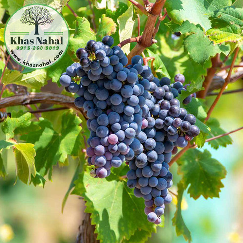 نهال انگور سیاه فرانسه