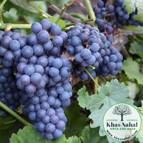 نهال انگور شامپاین