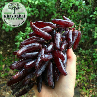 نهال انگور شمشیری سیاه (هالووین)