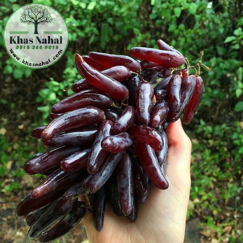 نهال انگور شمشیری سیاه (هالووین)