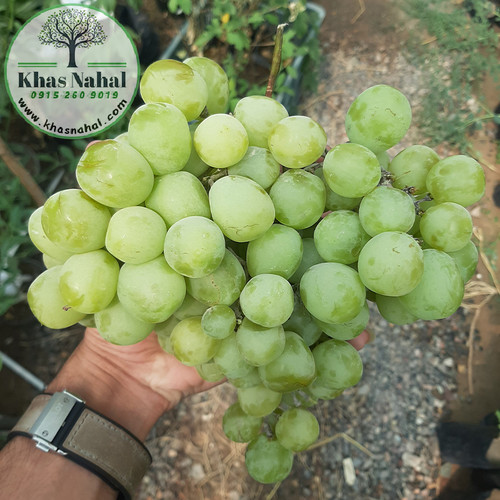 نهال انگور موسکات سبز