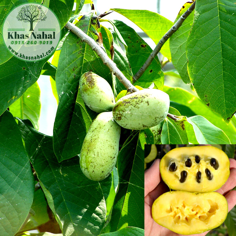 نهال پاوپاو(انبه سردسیری)