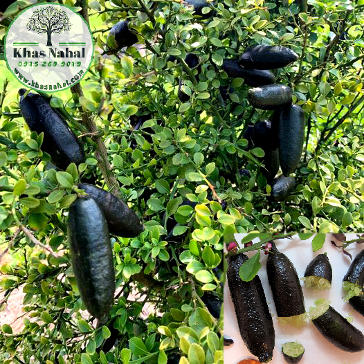 نهال لیمو خاویاری مشکی