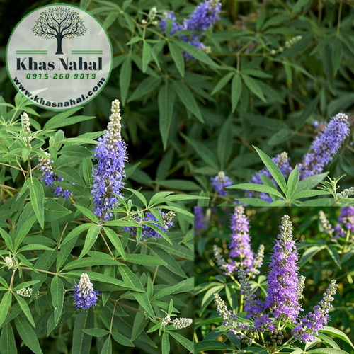 نهال فلفل سیاه هندی